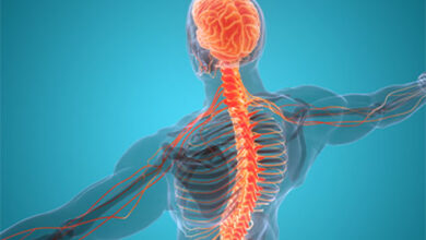 nerve transplantation - Un implant actif pour la réparation des nerfs, l'innovation pionnière du chercheur marocain Ahmed Hamraoui