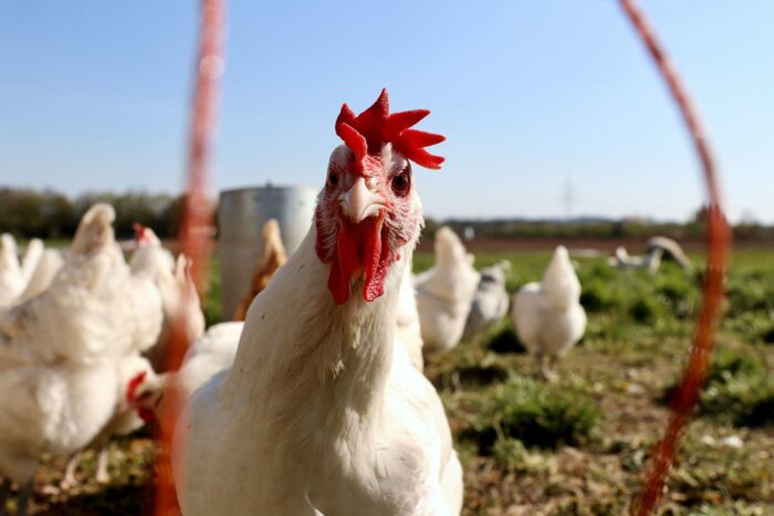 Grippe aviaire H5N1 scaled - Grippe aviaire H5N1 : le Maroc suspend les importations de volaille en provenance du Brésil