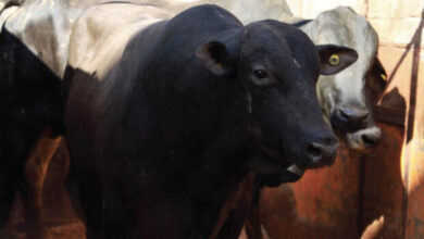 Viande bresilienne scaled - Le Brésil amorce ses exportations de viande bovine non transformée vers le Maroc