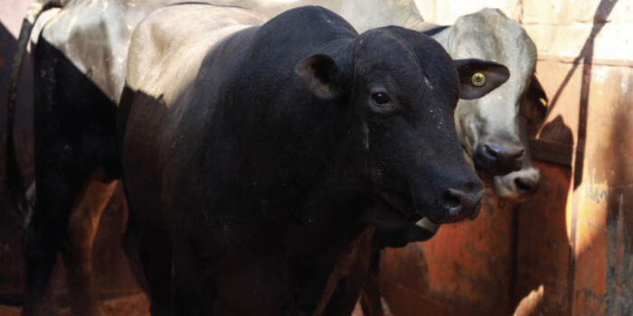 Viande bresilienne scaled - Le Brésil amorce ses exportations de viande bovine non transformée vers le Maroc