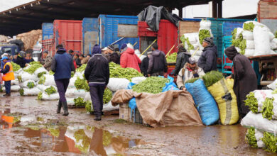marche de gros des fruits et legumes01275 1676463249 - Produits de consommation : vers un encadrement strict du métier de courtier?