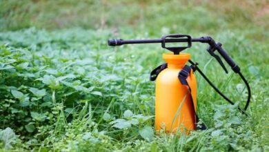 Pesticides - Produits agricoles : les pesticides, une bombe à retardement sanitaire