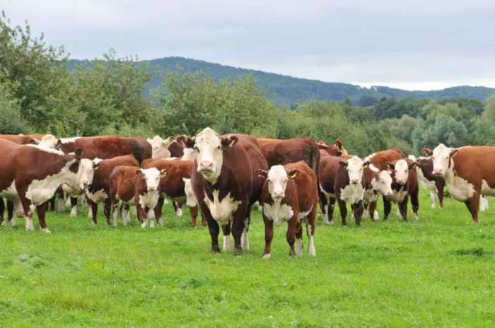 bovin - Le Maroc mise sur l’élevage pour renforcer sa souveraineté alimentaire