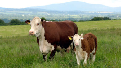 bovines irlandaises scaled - Élevage en crise : le Maroc tente un retour à l’autonomie avec des céréales locales et des races rustiques