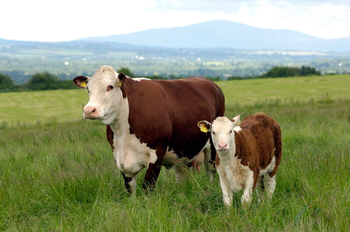 bovines irlandaises scaled - Élevage en crise : le Maroc tente un retour à l’autonomie avec des céréales locales et des races rustiques