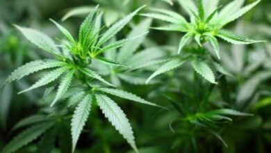cannabis 1 696x393 1 - Cannabis : une consommation qui double le risque de décès cardiovasculaire