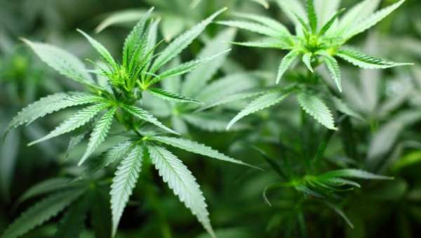 cannabis 1 696x393 1 - Cannabis : une consommation qui double le risque de décès cardiovasculaire