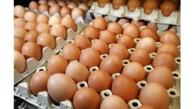 oeufs - Œufs : la flambée des prix en pleine canicule ravive la colère des producteurs