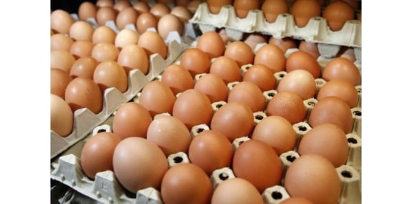 oeufs - Œufs : la flambée des prix en pleine canicule ravive la colère des producteurs