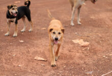 chiens errants - Chiens errants : le Maroc change de stratégie et mise sur des solutions durables