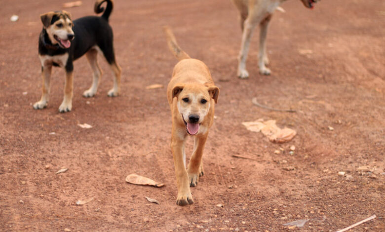 chiens errants - Chiens errants : le Maroc change de stratégie et mise sur des solutions durables