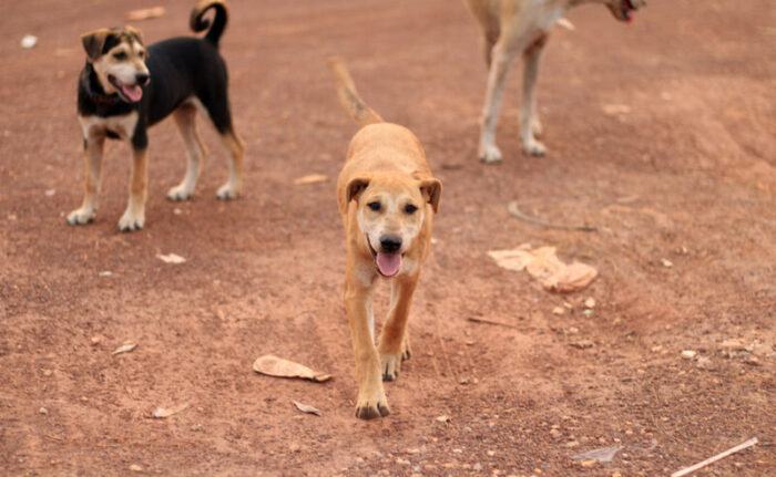 chiens errants - Chiens errants : le Maroc change de stratégie et mise sur des solutions durables