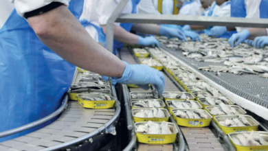 conserves sardine - Sardines en conserve : le Maroc leader mondial incontesté
