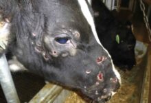 dermatose nodulaire - Dermatose nodulaire : plus d’un million de bovins menacés en France; quid du Maroc?