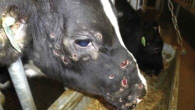 dermatose nodulaire - Dermatose nodulaire : plus d’un million de bovins menacés en France; quid du Maroc?