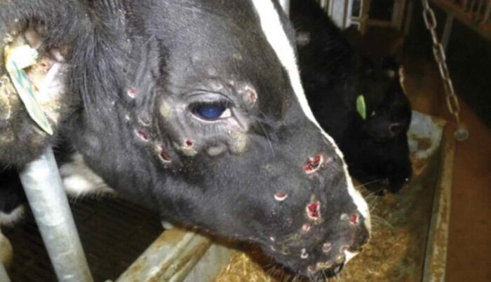 dermatose nodulaire - Dermatose nodulaire : plus d’un million de bovins menacés en France; quid du Maroc?