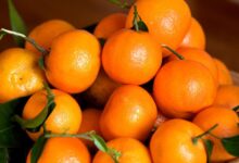 mandarines clementines maroc - Risques de nitrates : les mandarines marocaines parmi les plus sûres selon une étude russe