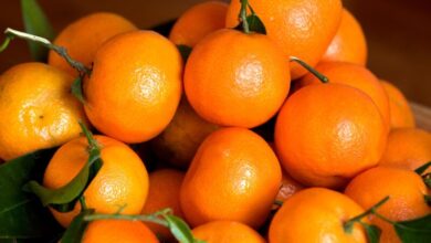 mandarines clementines maroc - Risques de nitrates : les mandarines marocaines parmi les plus sûres selon une étude russe