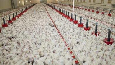 poulet élevage intensif - Pratiques anticoncurrentielles: Visite et saisie inopinée auprès de cinq entités du secteur avicole