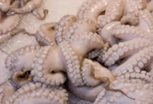 poulpe - Pêche au poulpe : la saison hivernale reprend malgré des mises en garde