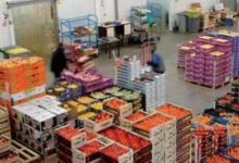 Export des fruits et legumes - Froid et pluies persistantes : les récoltes sous pression et les prix en hausse