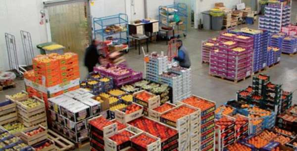 Export des fruits et legumes - Froid et pluies persistantes : les récoltes sous pression et les prix en hausse