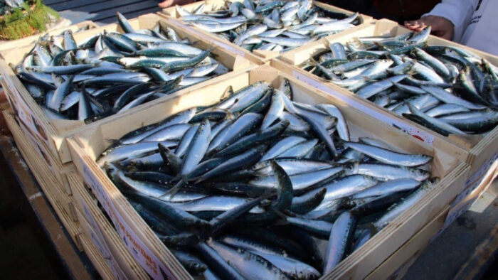 SARDINES maroc - Sardines sous tension : pourquoi le Maroc ferme le robinet des exportations pour protéger le marché local