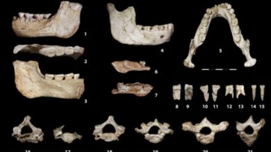 fossiles casablanca - Histoire : le Premier Homme aurait été bidaoui!
