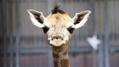 Consonews - Premier site consommation au Maroc