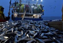 Consonews - Premier site consommation au Maroc