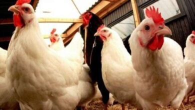 Consonews - Premier site consommation au Maroc