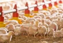 Consonews - Premier site consommation au Maroc