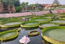 Consonews - Premier site consommation au Maroc