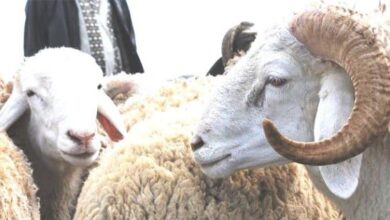 Consonews - Premier site consommation au Maroc