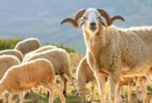 Consonews - Premier site consommation au Maroc