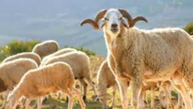 Consonews - Premier site consommation au Maroc